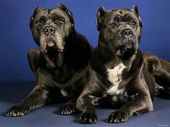 ASL Napoli 1 Centro, Comune di Napoli organizzano iniziative di  sensibilizzazione al possesso responsabile dei cani, soprattutto a  rischio elevato di aggressività.